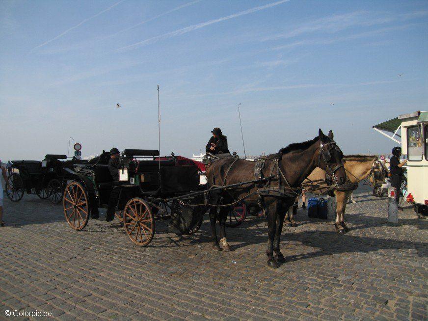 carruagem com cavalo Foto carruagem com cavalo