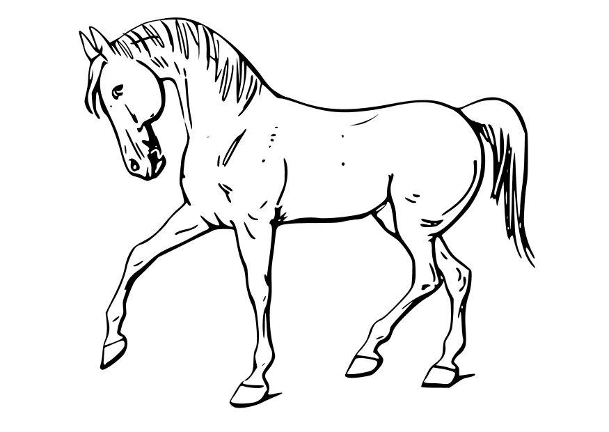 cavalo Página para colorir cavalo