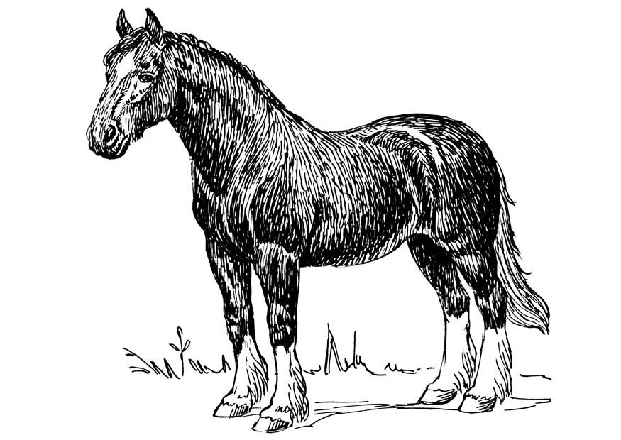 cavalo Página para colorir cavalo