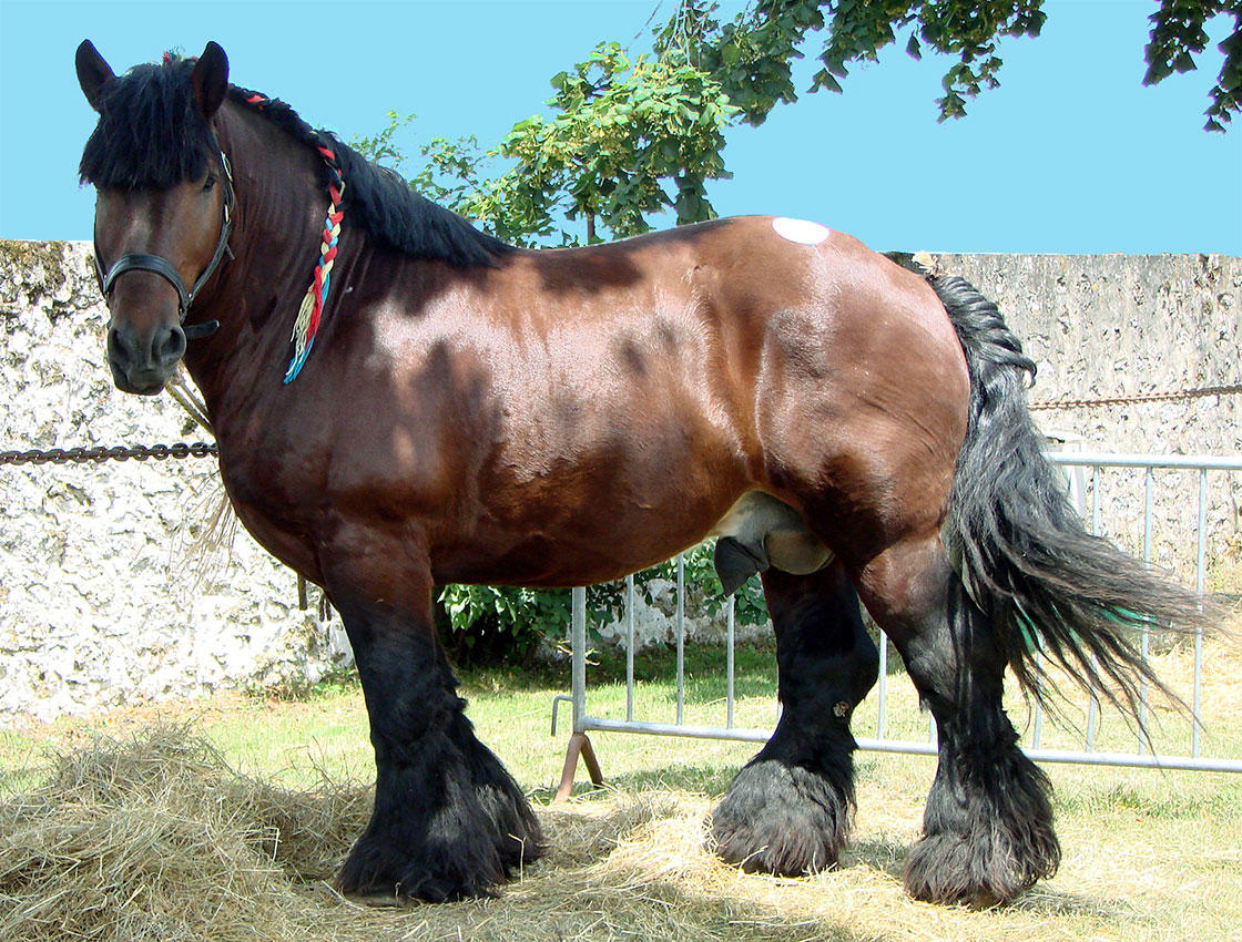 cavalo Foto cavalo