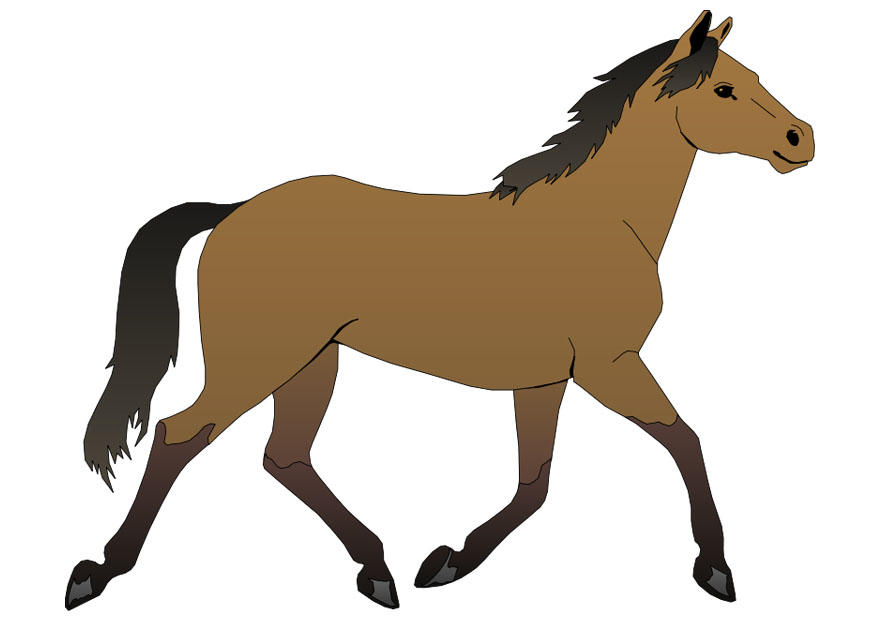 cavalo imagem cavalo