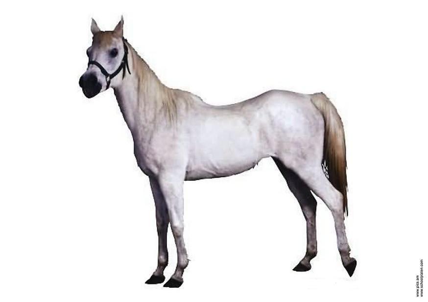 Foto cavalo