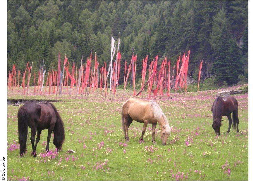 cavalos com bandeiras de prece Foto cavalos com bandeiras de prece