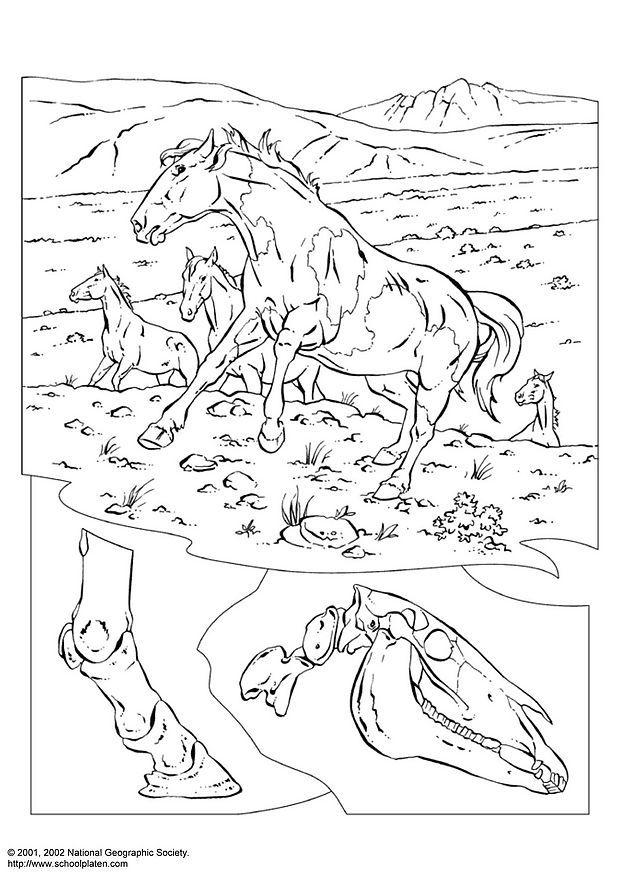 cavalos selvagens Página para colorir cavalos selvagens