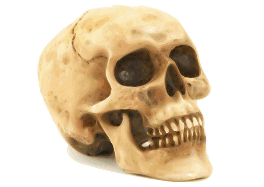 caveira imagem caveira
