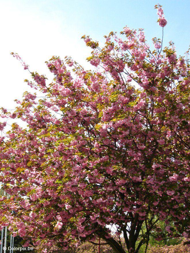 cerejeira japonesa 3 Foto cerejeira japonesa 3