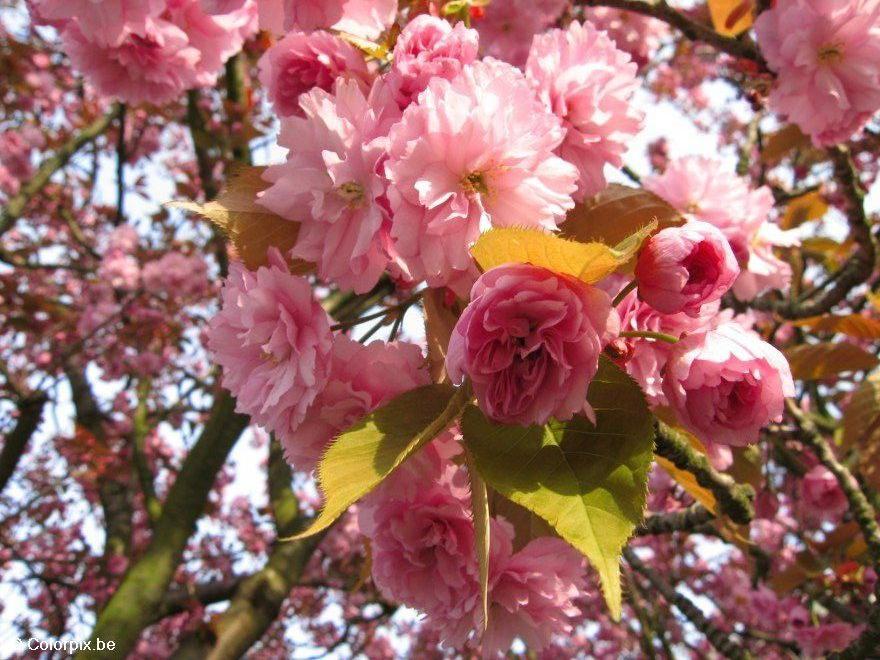 cerejeira japonesa Foto cerejeira japonesa
