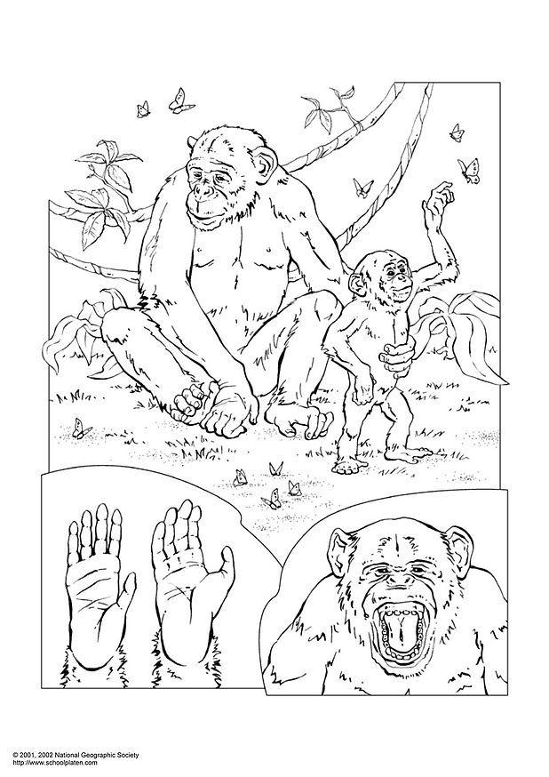 chimpanzA© Página para colorir chimpanzA©