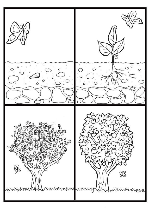 Página para colorir ciclo da macieira