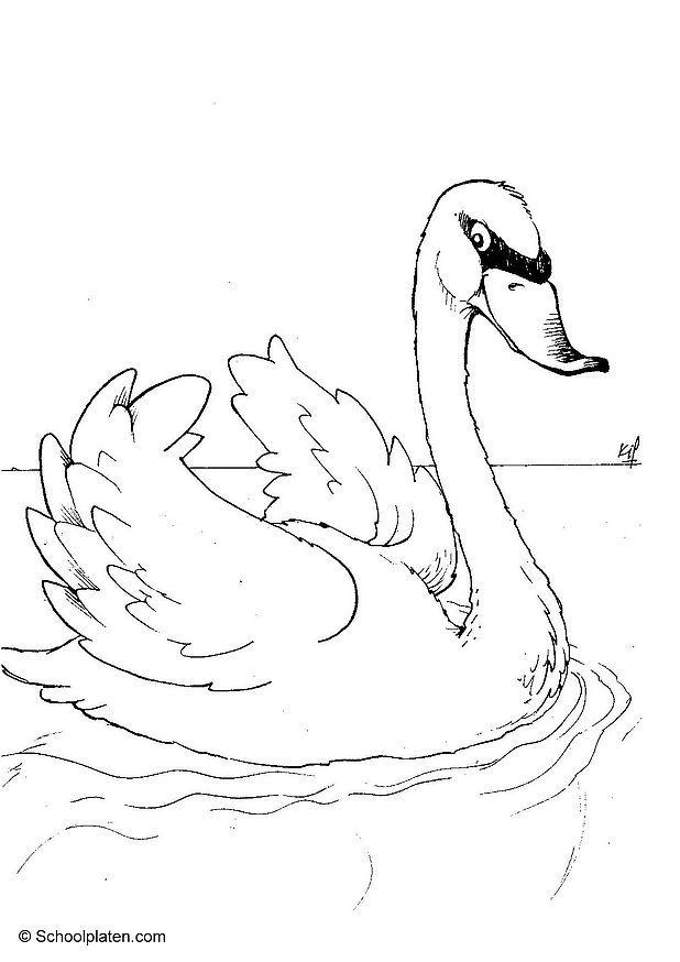 cisne Página para colorir cisne