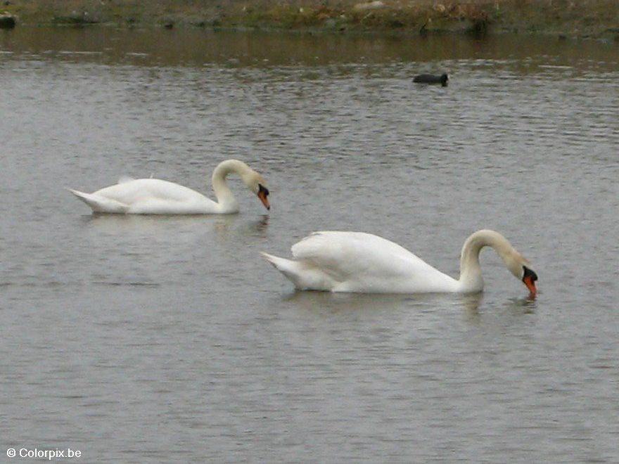 cisne Foto cisne