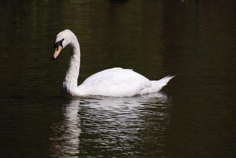 cisne Foto cisne