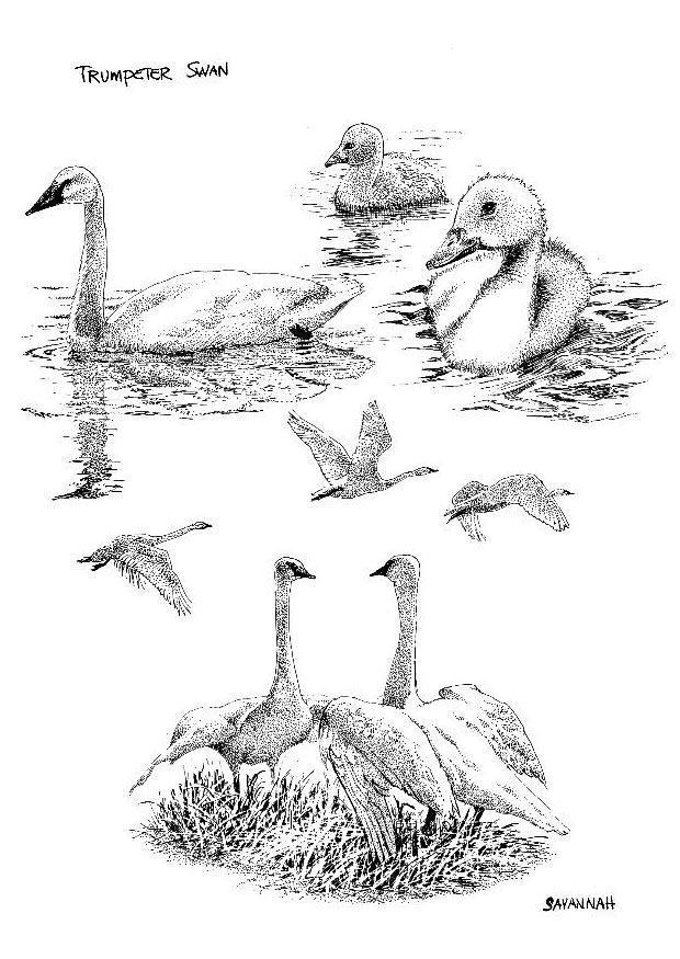 cisnes Página para colorir cisnes