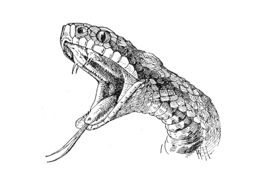 cobra Página para colorir cobra