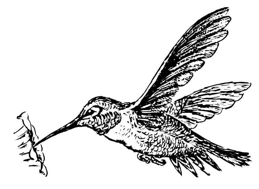 colibri Página para colorir colibri