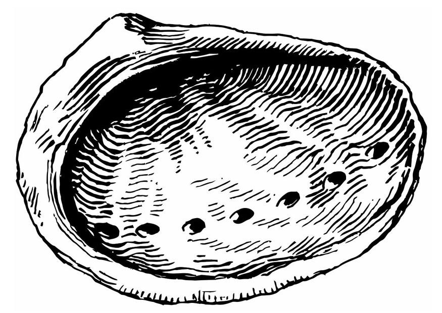 concha - abalones Página para colorir concha - abalones