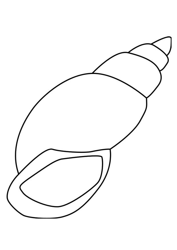 concha de caracol Página para colorir concha de caracol