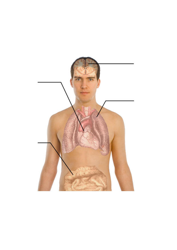 corpo humano imagem corpo humano