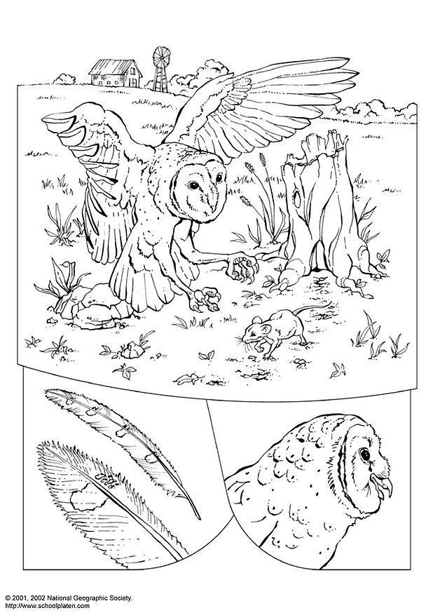 coruja Página para colorir coruja