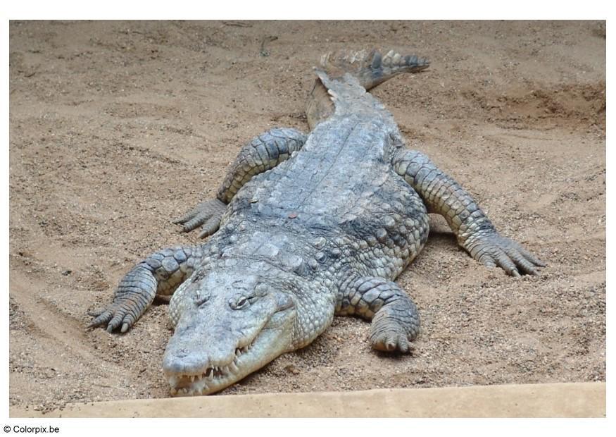 crocodilo Foto crocodilo