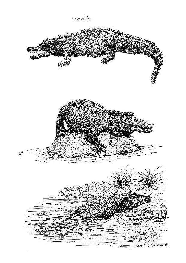 crocodilos Página para colorir crocodilos