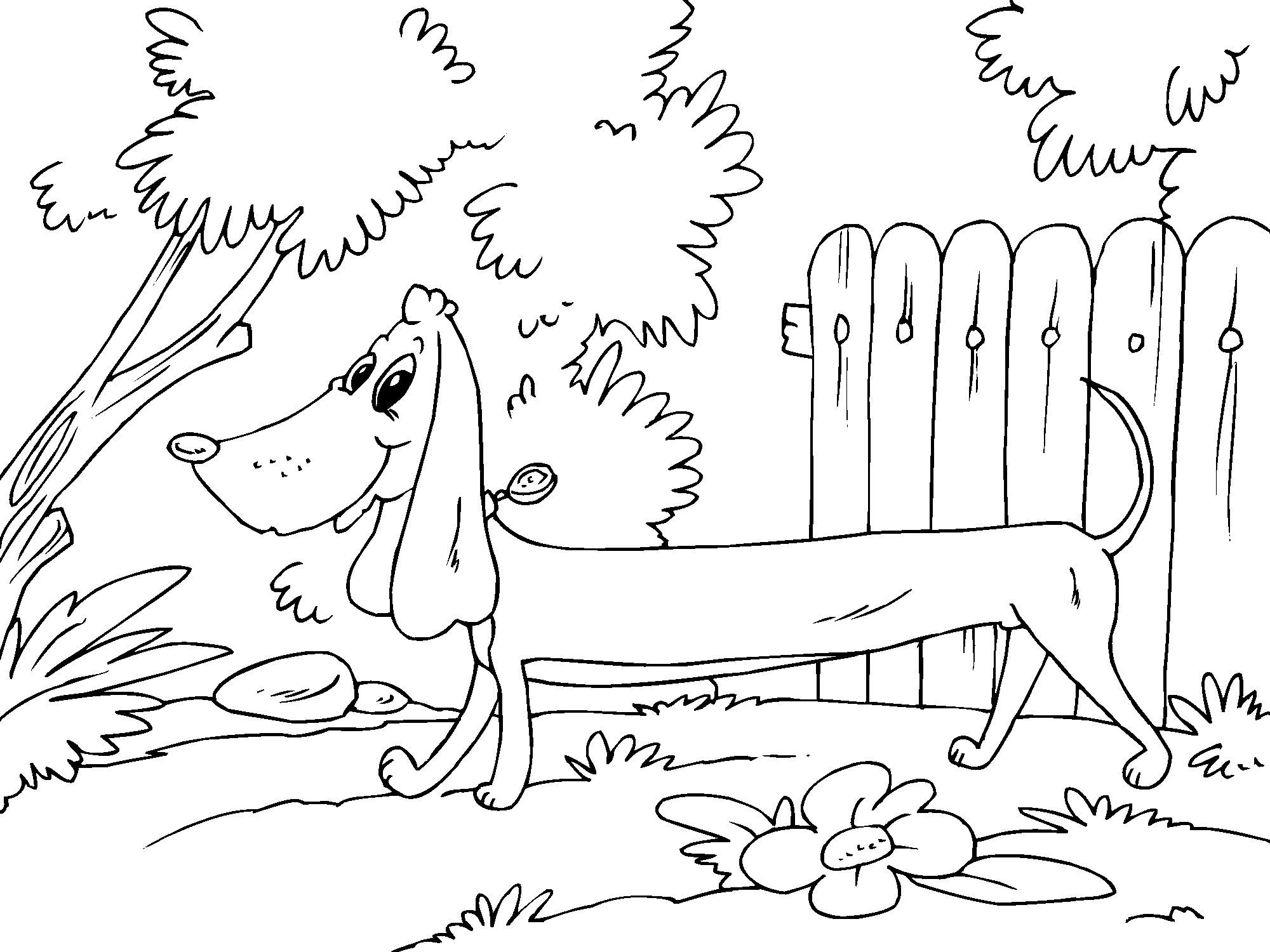dachshund Página para colorir dachshund