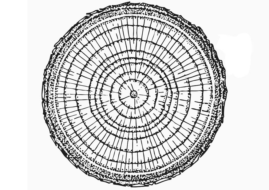 dendrocronologia Página para colorir dendrocronologia
