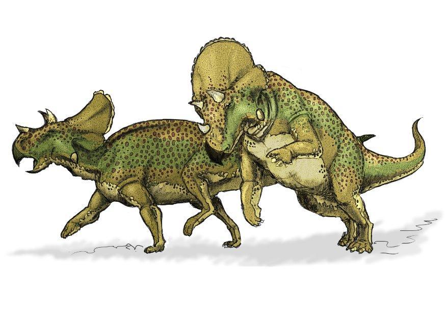 dinossauro avaceratops imagem dinossauro avaceratops