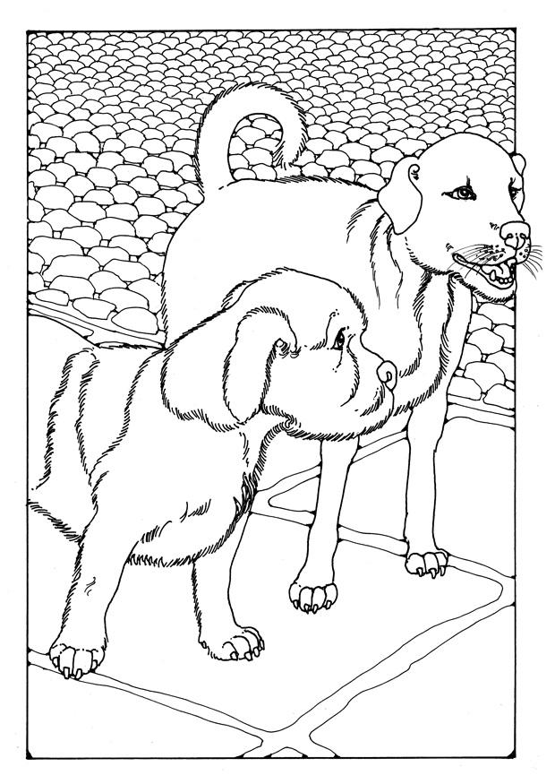 dois cachorros Página para colorir dois cachorros