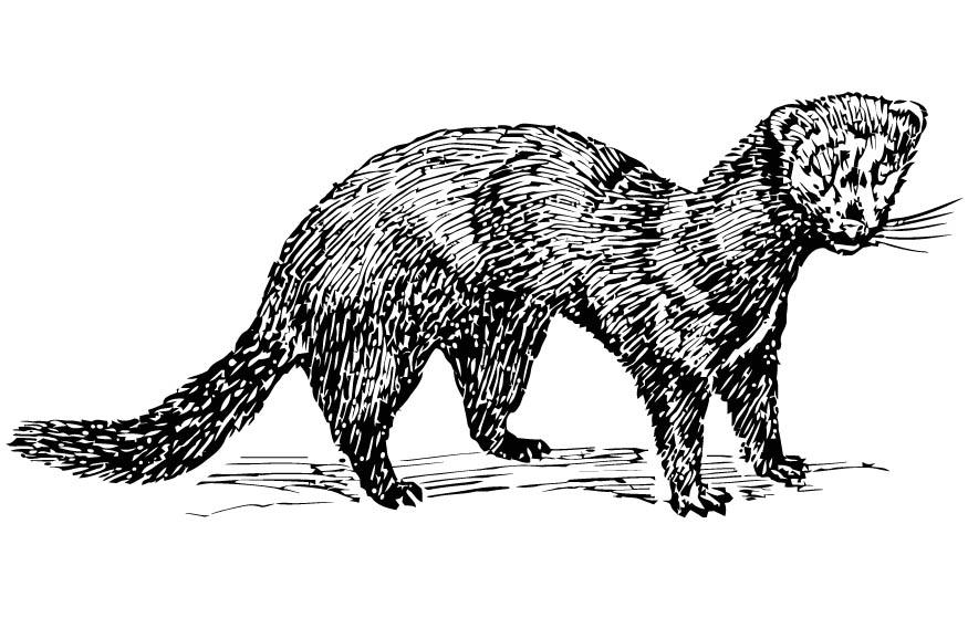 doninha-europeia Página para colorir doninha-europeia