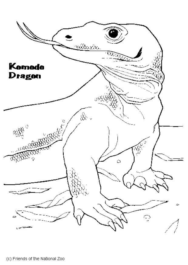 dragA£o-de-komodo Página para colorir dragA£o-de-komodo