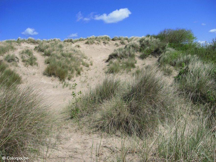 dunas Foto dunas