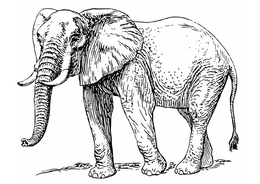 elefante Página para colorir elefante