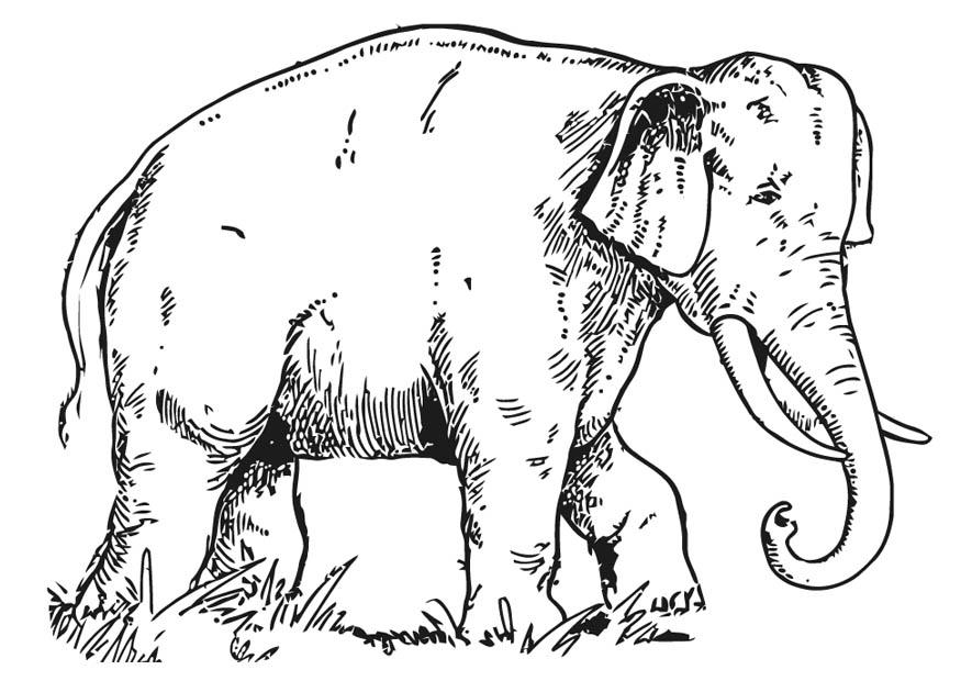 elefante Página para colorir elefante