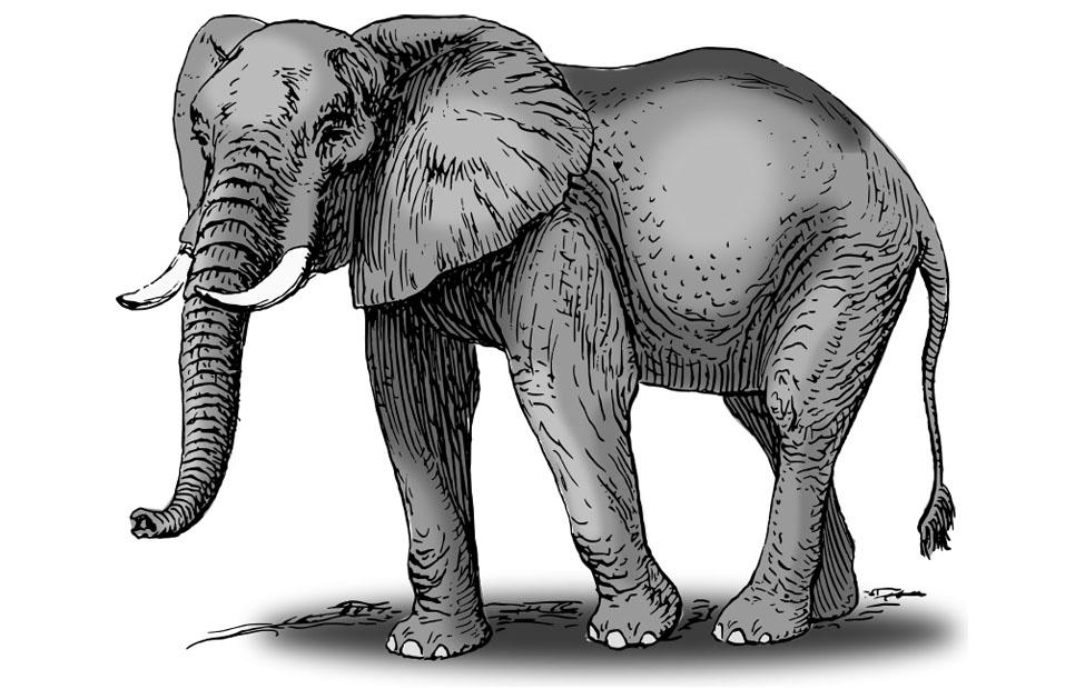 elefante imagem elefante