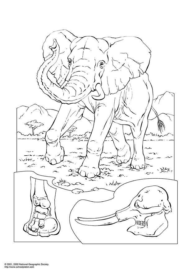 elefante Página para colorir elefante