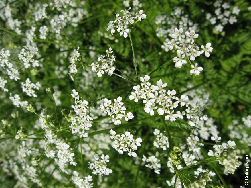 erva-cicutaria 3 Foto erva-cicutaria 3