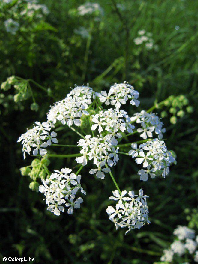 erva-cicutaria Foto erva-cicutaria