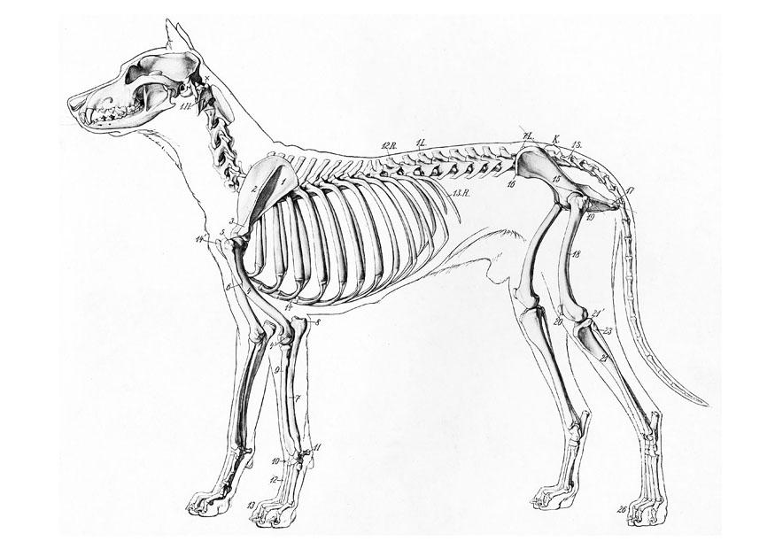 esqueleto de um cachorro Página para colorir esqueleto de um cachorro