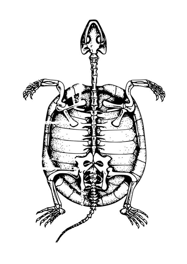 esqueleto de uma tartaruga Página para colorir esqueleto de uma tartaruga