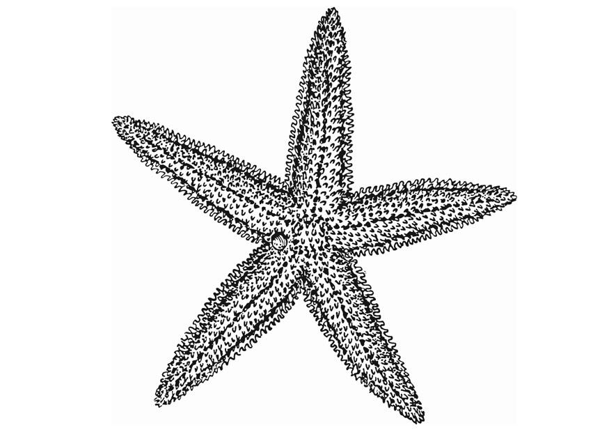 estrela do mar Página para colorir estrela do mar