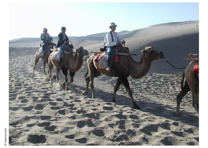excursA£o pelo deserto de camelo Foto excursA£o pelo deserto de camelo