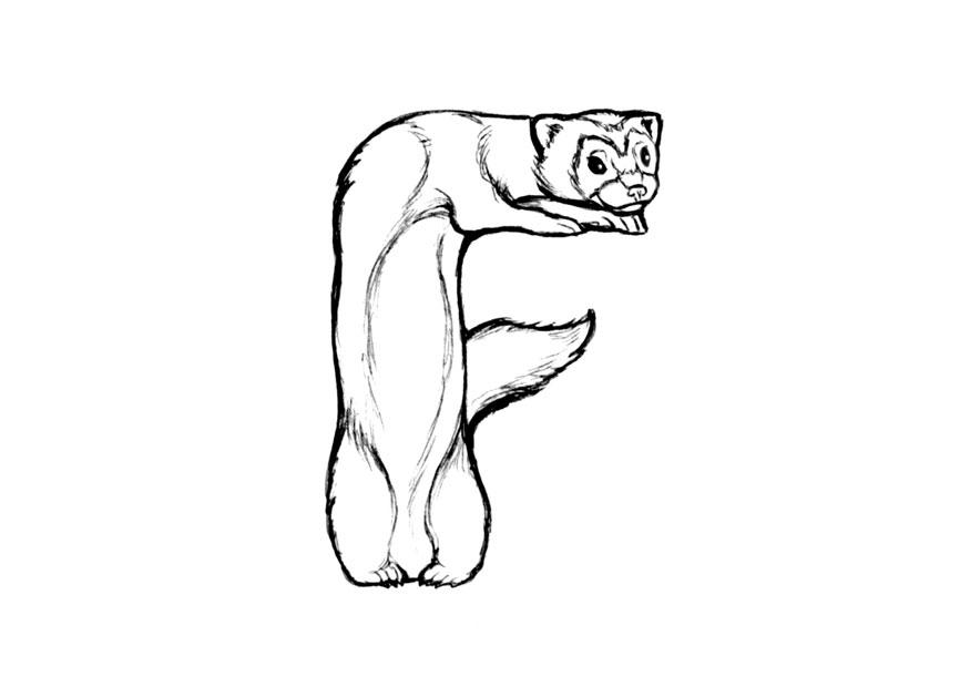 f-ferret Página para colorir f-ferret