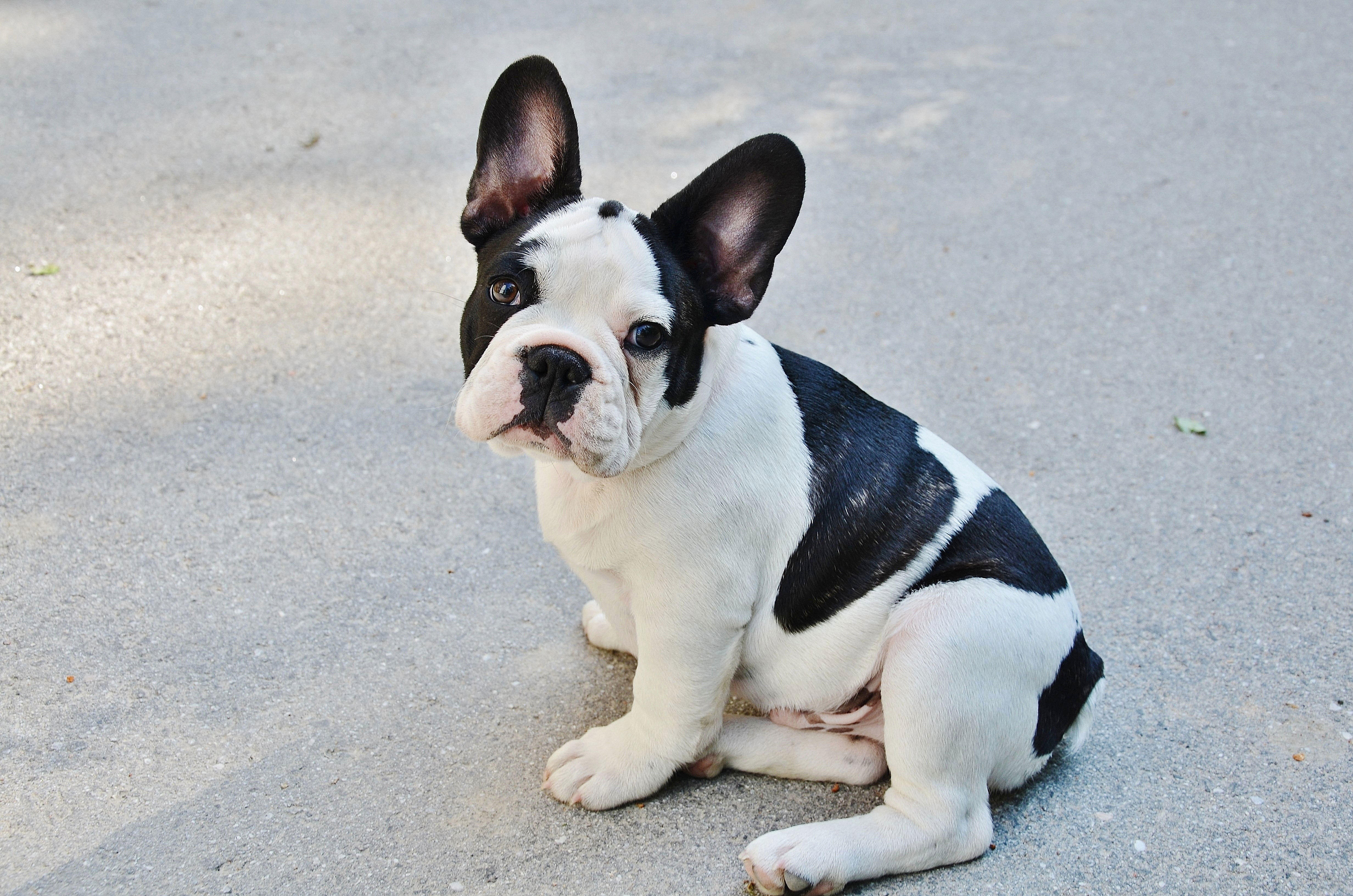filhote - buldogue francAªs Foto filhote - buldogue francAªs