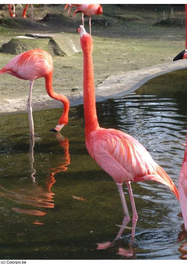 flamingos Foto flamingos