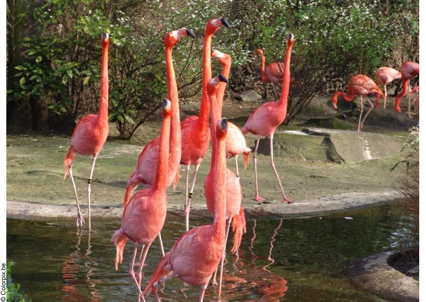 flamingos Foto flamingos