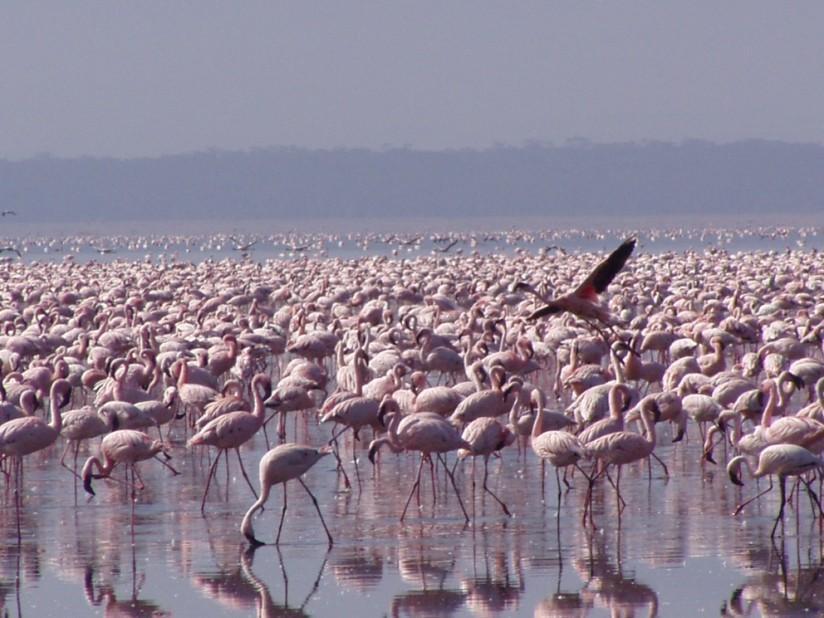 flamingos Foto flamingos