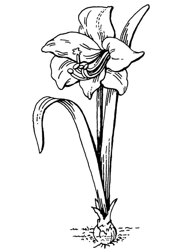 flor - amarAlis Página para colorir flor - amarAlis