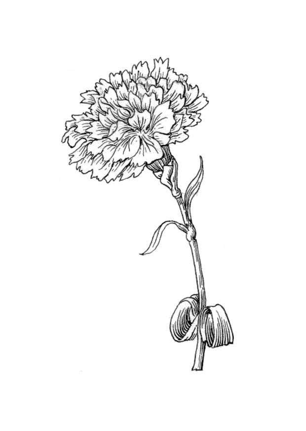 flor - cravo Página para colorir flor - cravo