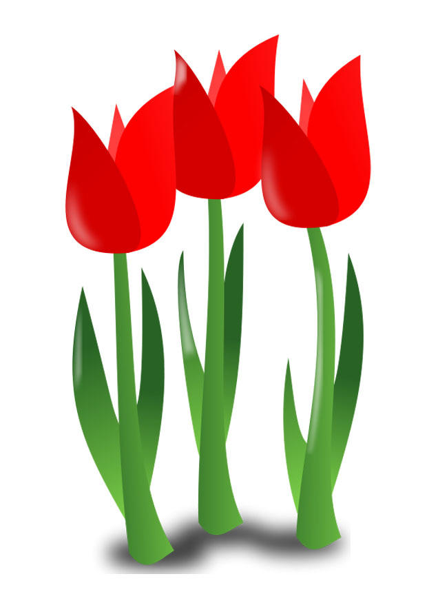 flores imagem flores